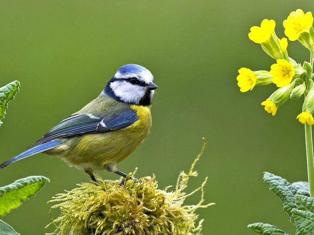 Обои цветы, птица, клюв, мох, перья, первоцвет, синица, лазоревка, flowers, bird, beak, moss, feathers, primrose, tit, blue tit разрешение 2043x1150 Загрузить