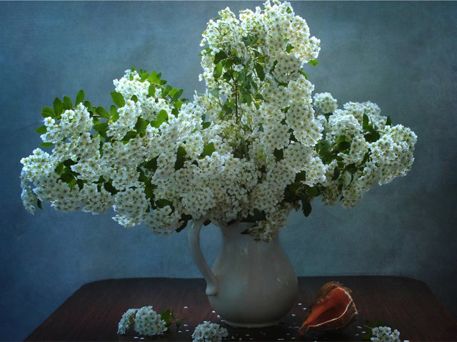 Обои белый, ваза, кувшин, ракушка, спирея, таволга, white, vase, pitcher, shell, spiraea, meadowsweet разрешение 1920x1388 Загрузить