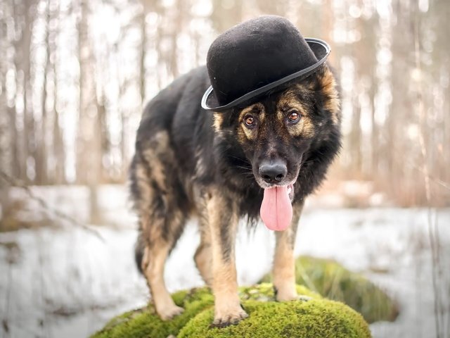 Обои взгляд, собака, друг, шляпа, овчарка, look, dog, each, hat, shepherd разрешение 2560x1618 Загрузить