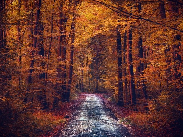 Обои дорога, деревья, лес, листья, осень, road, trees, forest, leaves, autumn разрешение 2048x1217 Загрузить