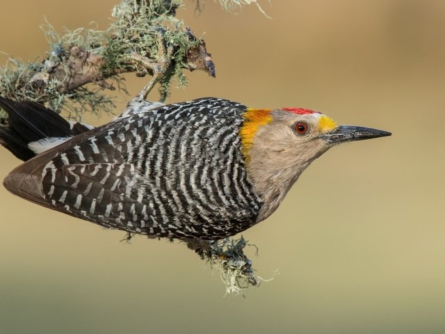 Обои птицы, дятел, золотолобый меланерпес, birds, woodpecker, zolotoy melanerpes разрешение 3840x2388 Загрузить