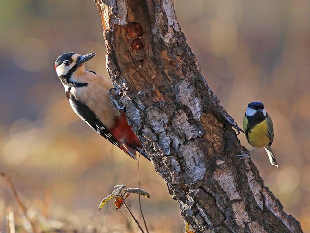 Обои природа, птицы, синица, дятел, ствол дерева, nature, birds, tit, woodpecker, the trunk of the tree разрешение 1920x1247 Загрузить