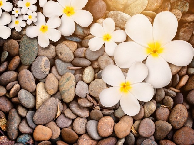 Обои цветы, природа, камни, макро, белая, дерева,  цветы, плюмерия, flowers, nature, stones, macro, white, wood, plumeria разрешение 3504x2400 Загрузить