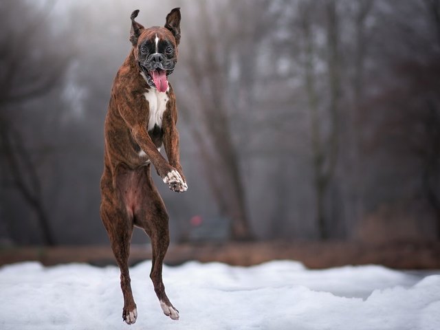 Обои снег, зима, собака, прыжок, язык, боксер, snow, winter, dog, jump, language, boxer разрешение 2048x1274 Загрузить