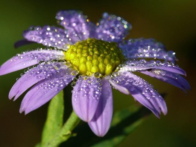 Обои вода, макро, цветок, капли, лепестки, water, macro, flower, drops, petals разрешение 3159x1999 Загрузить