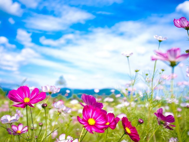 Обои небо, цветы, облака, макро, лето, луг, космея, the sky, flowers, clouds, macro, summer, meadow, kosmeya разрешение 2560x1600 Загрузить