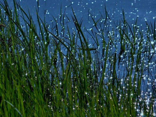 Обои трава, вода, природа, макро, блики, grass, water, nature, macro, glare разрешение 3840x2160 Загрузить