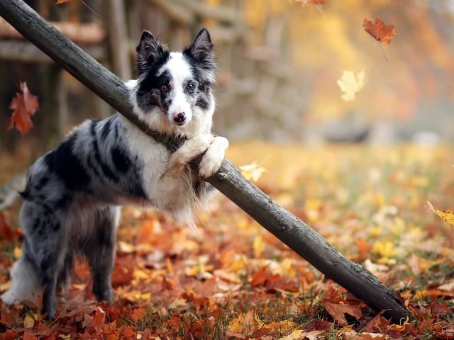 Обои листья, осень, собака, австралийская овчарка, leaves, autumn, dog, australian shepherd разрешение 1920x1182 Загрузить