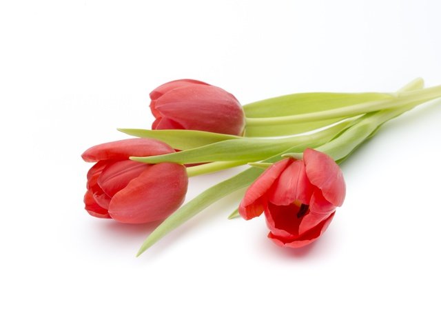 Обои цветы, красные, букет, тюльпаны, белый фон, flowers, red, bouquet, tulips, white background разрешение 4544x3030 Загрузить