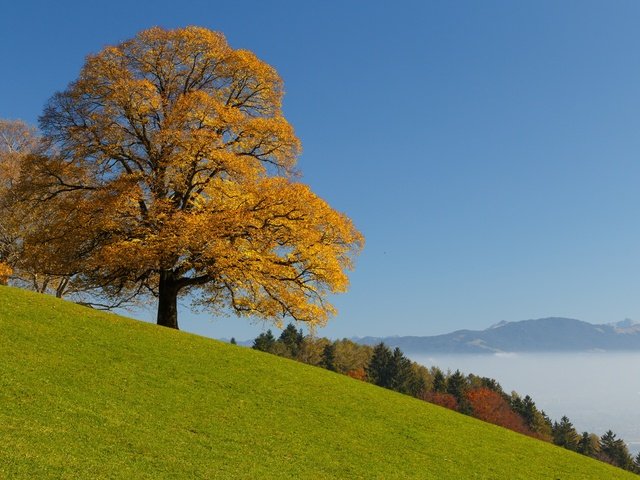 Обои небо, облака, дерево, лес, осень, швейцария, the sky, clouds, tree, forest, autumn, switzerland разрешение 2048x1365 Загрузить