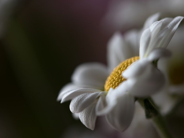 Обои макро, цветок, ромашка, macro, flower, daisy разрешение 6000x4000 Загрузить