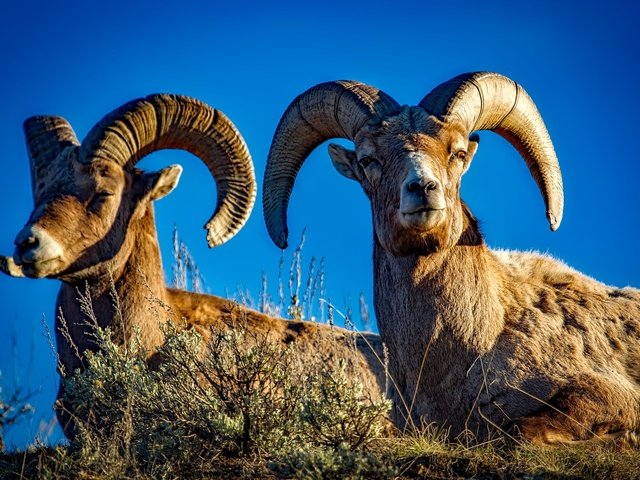 Обои природа, рога, бараны, nature, horns, sheep разрешение 2201x1467 Загрузить