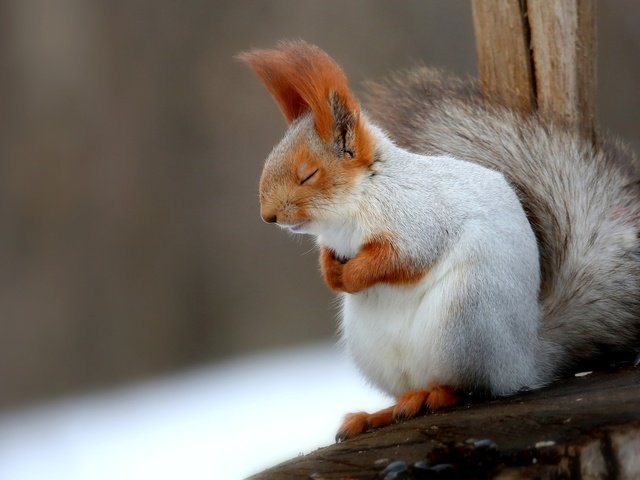 Обои спит, животное, белка, хвост, белочка, пушистая, грызун, sleeping, animal, protein, tail, squirrel, fluffy, rodent разрешение 2048x1365 Загрузить