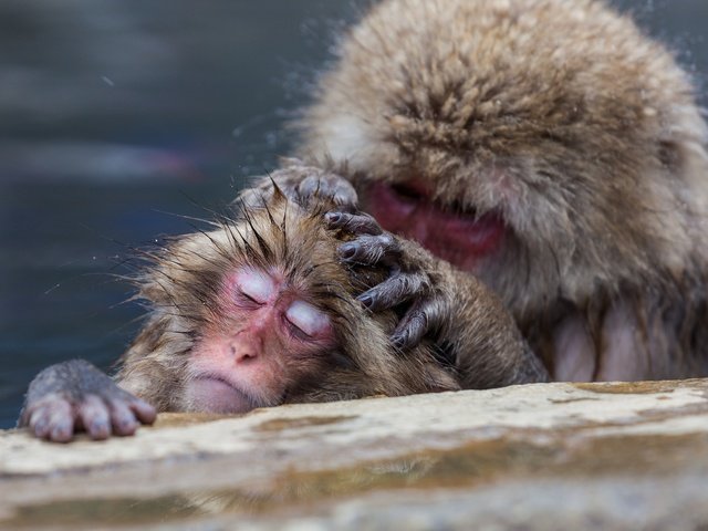 Обои забота, обезьяна, обезьяны, японские макаки, care, monkey, japanese macaque разрешение 2048x1365 Загрузить