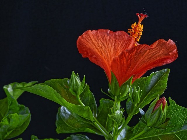 Обои листья, макро, цветок, красный, черный фон, гибискус, leaves, macro, flower, red, black background, hibiscus разрешение 2048x1367 Загрузить