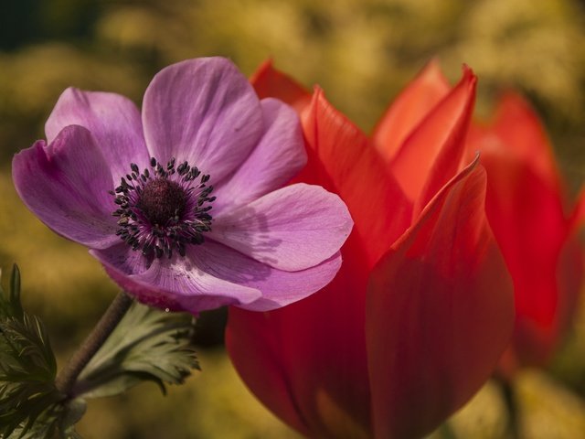 Обои цветы, макро, лепестки, тюльпан, анемона, flowers, macro, petals, tulip, anemone разрешение 2144x1424 Загрузить