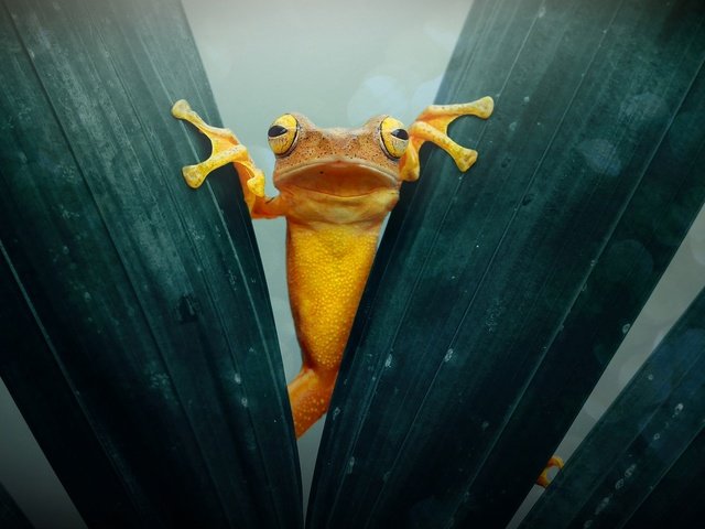 Обои макро, листва, лягушка, жаба, золотая, земноводные, macro, foliage, frog, toad, gold, amphibians разрешение 2048x1360 Загрузить