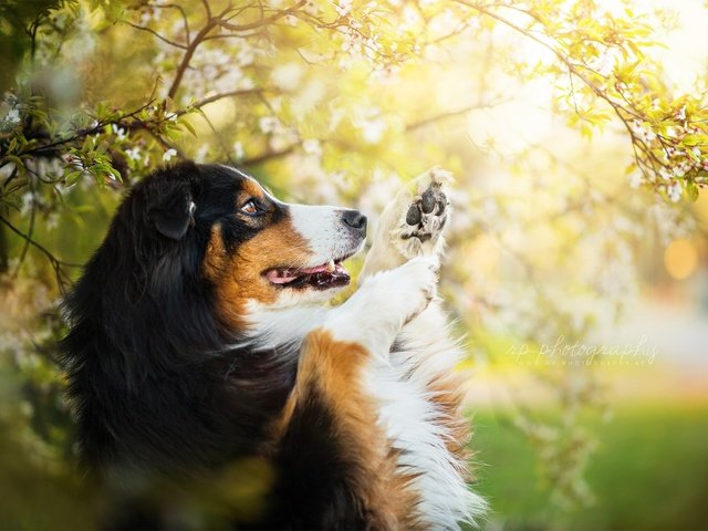 Обои природа, собака, друг, австралийская овчарка, dackelpuppy, chilli, nature, dog, each, australian shepherd разрешение 2048x1367 Загрузить