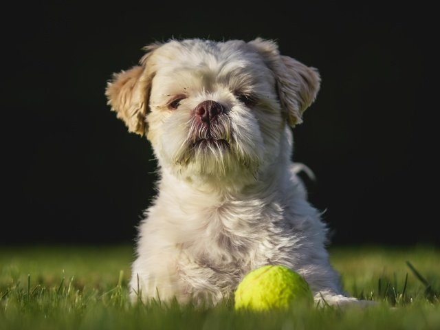 Обои взгляд, собака, игра, друг, лужайка, мячик, ши-тцу, look, dog, the game, each, lawn, the ball, shih tzu разрешение 5029x3353 Загрузить