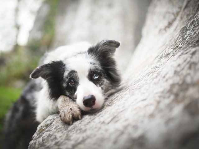 Обои взгляд, собака, друг, бордер-колли, alicja zmysłowska, zoe ♥, look, dog, each, the border collie разрешение 2048x1365 Загрузить