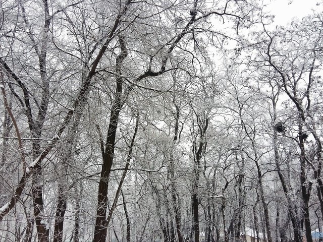 Обои деревья, снег, зима, ветки, чёрно-белое, trees, snow, winter, branches, black and white разрешение 2048x1280 Загрузить