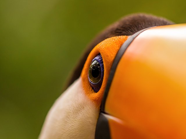 Обои макро, птица, тукан, клюв, глаз, macro, bird, toucan, beak, eyes разрешение 2048x1365 Загрузить