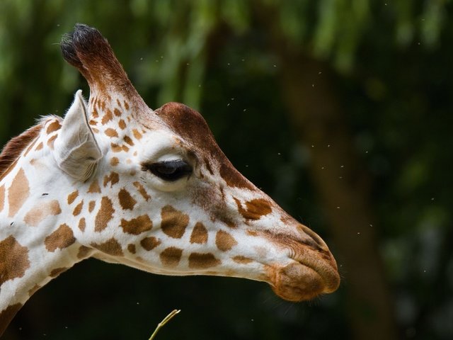 Обои морда, фон, пятна, профиль, уши, жираф, рожки, face, background, spot, profile, ears, giraffe, horns разрешение 2000x1265 Загрузить