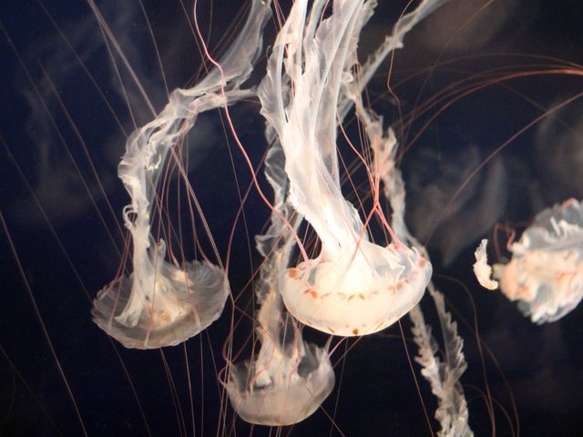 Обои океан, медузы, подводный мир, щупальцы, подводная, the ocean, jellyfish, underwater world, the tentacles, underwater разрешение 2555x1600 Загрузить