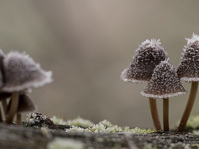 Обои природа, макро, иней, грибы, шляпки, nature, macro, frost, mushrooms, hats разрешение 2560x1440 Загрузить