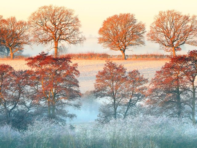 Обои деревья, утро, туман, рассвет, осень, дымка, trees, morning, fog, dawn, autumn, haze разрешение 3600x2400 Загрузить
