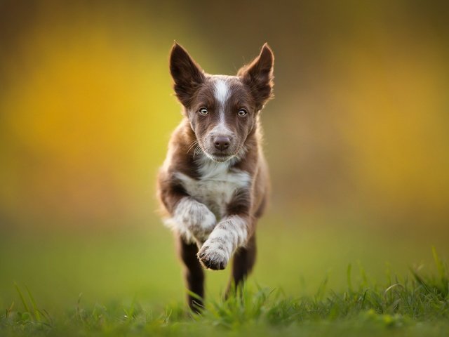 Обои щенок, бег, коричневый, бордер-колли, tissaia, puppy, running, brown, the border collie разрешение 2048x1365 Загрузить