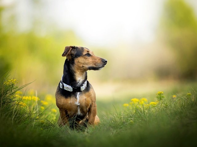 Обои трава, собака, одуванчики, ошейник, такса, фиби, dackelpuppy, grass, dog, dandelions, collar, dachshund, phoebe разрешение 2048x1328 Загрузить