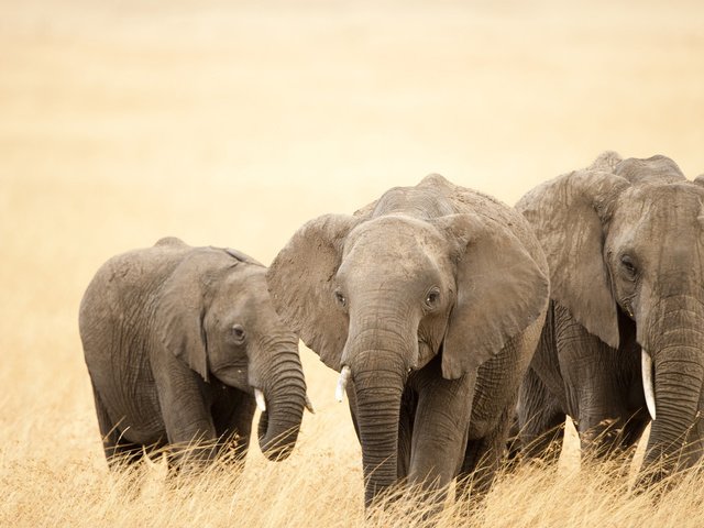 Обои уши, слоны, хобот, бивни, ears, elephants, trunk, tusks разрешение 1920x1080 Загрузить