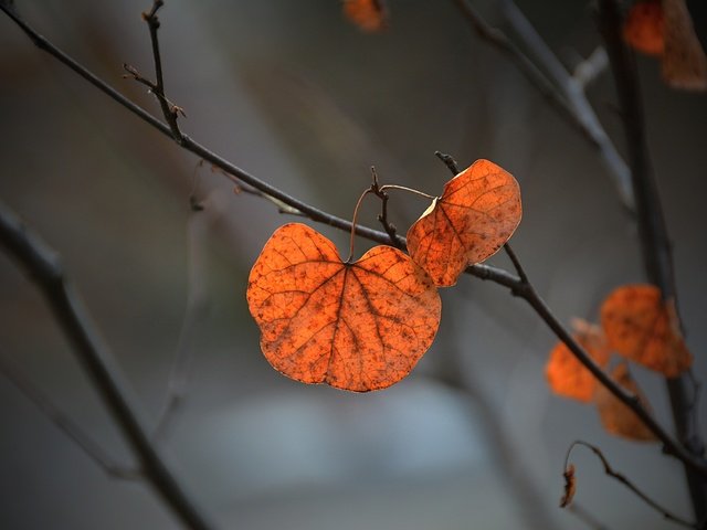 Обои ветка, природа, листья, фон, осень, branch, nature, leaves, background, autumn разрешение 3500x2333 Загрузить