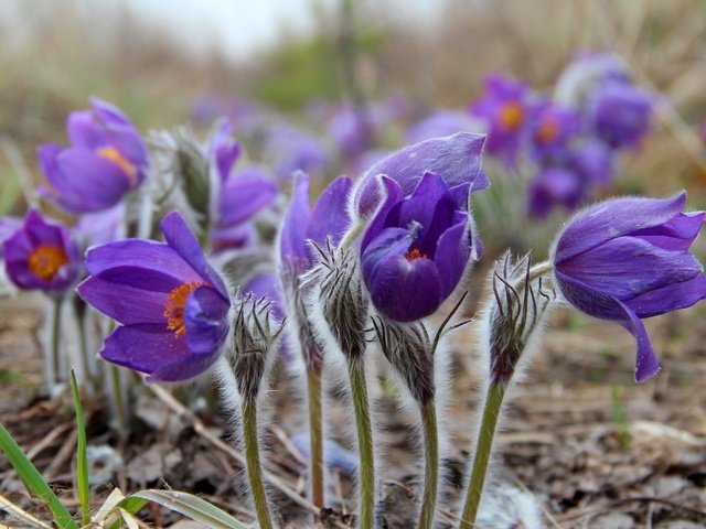 Обои цветы, весна, сон-трава, прострел, flowers, spring, sleep-grass, cross разрешение 3000x2000 Загрузить