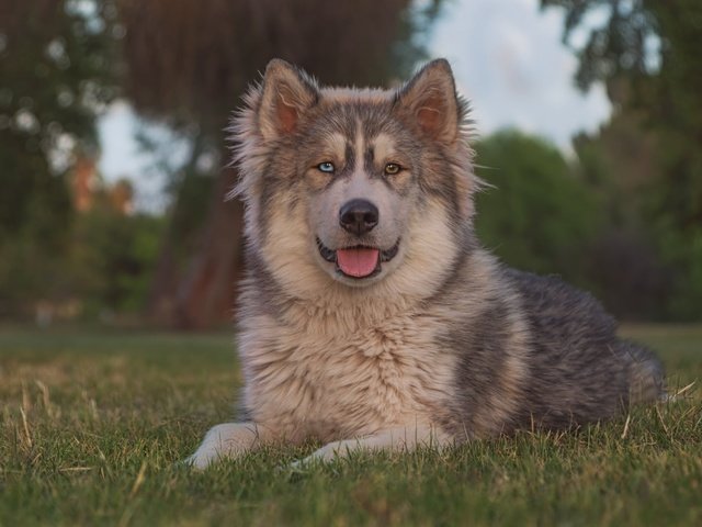 Обои трава, портрет, взгляд, собака, язык, маламут, grass, portrait, look, dog, language, malamute разрешение 2048x1365 Загрузить