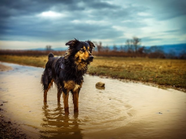 Обои природа, собака, лужа, мокрая, эмма, австралийская овчарка, chris talentfrei, nature, dog, puddle, wet, emma, australian shepherd разрешение 5199x3466 Загрузить