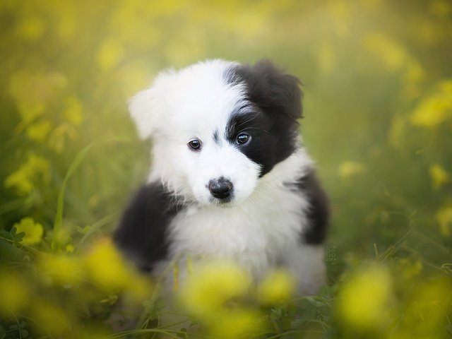 Обои цветы, взгляд, собака, щенок, боке, бордер-колли, flowers, look, dog, puppy, bokeh, the border collie разрешение 2048x1365 Загрузить