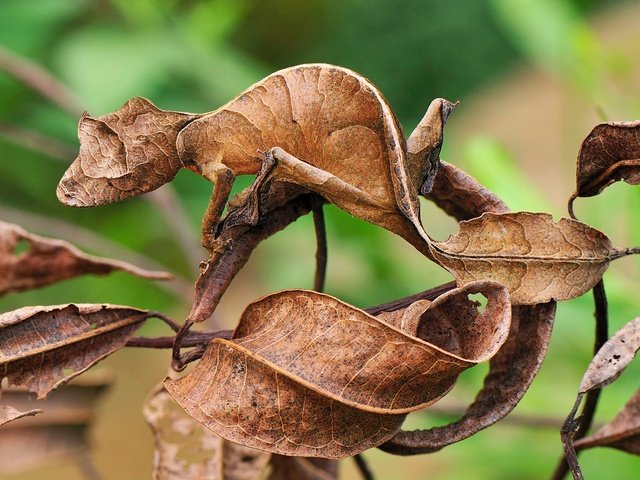 Обои ящерица, геккон, маскировка, сухие листья, листохвостый геккон, lizard, gecko, disguise, dry leaves, listovoi gecko разрешение 2560x1700 Загрузить