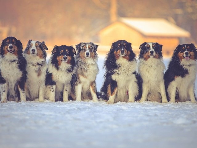 Обои снег, зима, друзья, собаки, австралийская овчарка, snow, winter, friends, dogs, australian shepherd разрешение 2048x1152 Загрузить