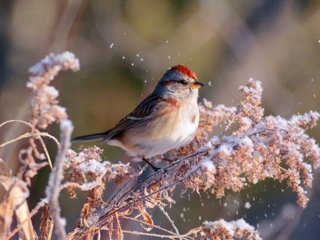 Обои ветка, снег, зима, птица, воробей, боке, kylie maceachern, branch, snow, winter, bird, sparrow, bokeh разрешение 1920x1200 Загрузить