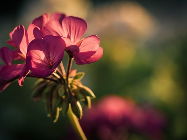 Обои фон, цветок, лепестки, герань, background, flower, petals, geranium разрешение 1920x1080 Загрузить