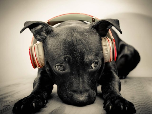 Обои морда, музыка, собака, наушники, щенок, face, music, dog, headphones, puppy разрешение 2560x1600 Загрузить