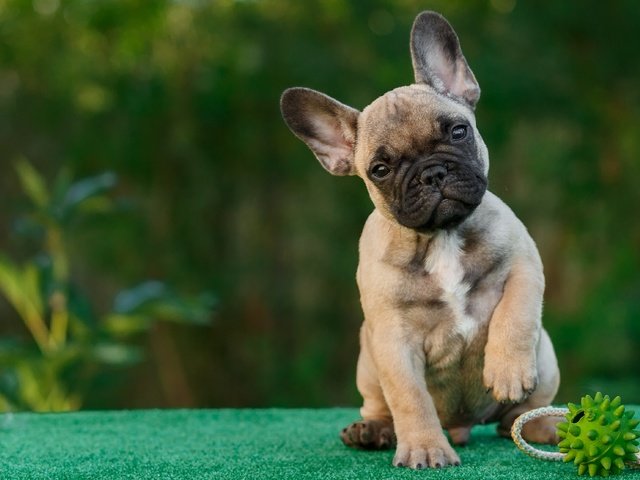 Обои глаза, взгляд, собака, щенок, мячик, французский бульдог, eyes, look, dog, puppy, the ball, french bulldog разрешение 2933x1920 Загрузить