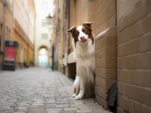 Обои мордочка, взгляд, стена, собака, улица, бордер-колли, muzzle, look, wall, dog, street, the border collie разрешение 1925x1198 Загрузить