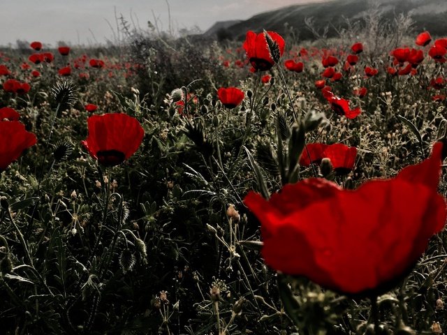 Обои цветы, поле, красные, маки, flowers, field, red, maki разрешение 4032x2270 Загрузить