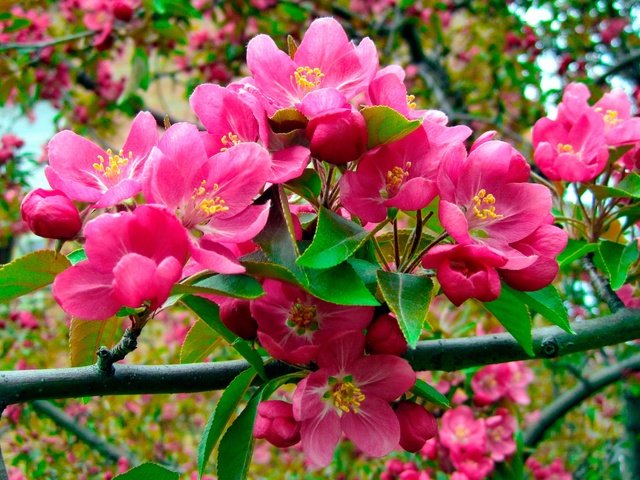 Обои цветы, природа, цветение, ветки, весна, розовые, яблоня, flowers, nature, flowering, branches, spring, pink, apple разрешение 2880x1618 Загрузить