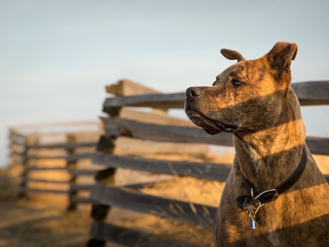 Обои морда, взгляд, забор, собака, питбультерьер, питбуль, face, look, the fence, dog, pit bull terrier, pit bull разрешение 1920x1080 Загрузить