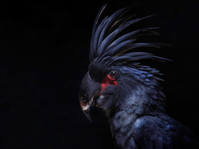Обои птица, черный фон, перья, попугай, какаду, хохолок, bird, black background, feathers, parrot, cockatoo, crest разрешение 1920x1140 Загрузить