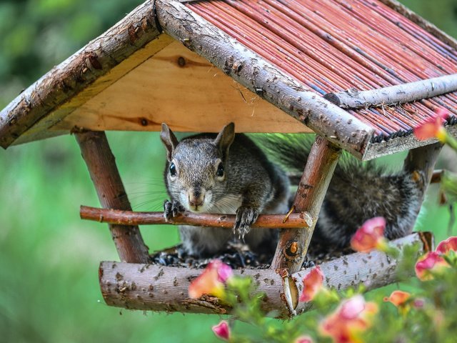 Обои цветы, домик, белка, белочка, кормушка, flowers, house, protein, squirrel, feeder разрешение 2048x1356 Загрузить